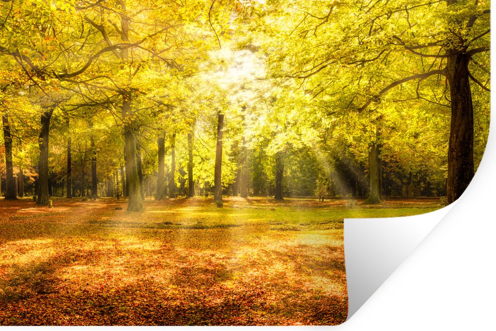 MuchoWow Wandtattoo Wandsticker Wandaufkleber Baum - Natur - Sonne - Landschaft - Wald 30x20 cm Selbstklebend und Repositionierbar - Wierderverwe...