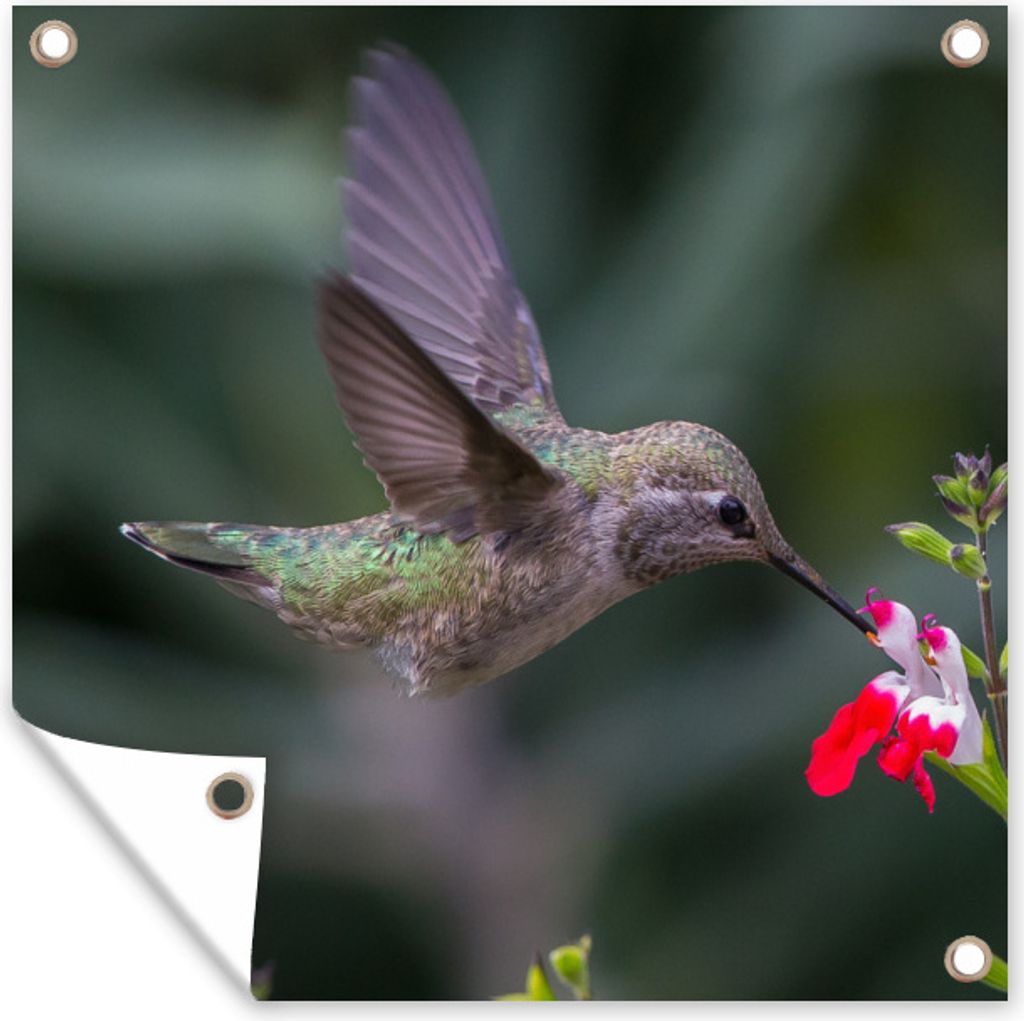 MuchoWow 50x50 cm Outdoor-Poster Gartendeko Sichtschutz Garten Poster für den Garten Kolibri - Blume - Rot