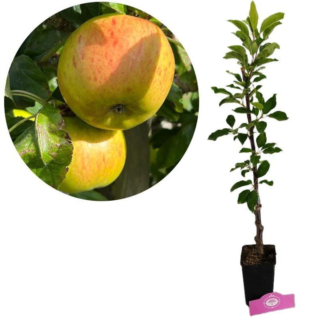 Jabloň Malus Domestica „Cevaal“, výška 80 cm, 1,5-litrový Obrázok produktu 