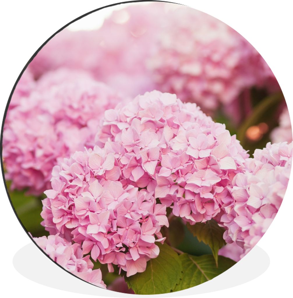 MuchoWow Aluminium Wandkreis Busch - Blumen - Rosa - Hortensie Ø 60 cm Wanddeko Modern Wohnzimmer - Wand Kreis - Wandbild - Schlafzimmer - Alumi...
