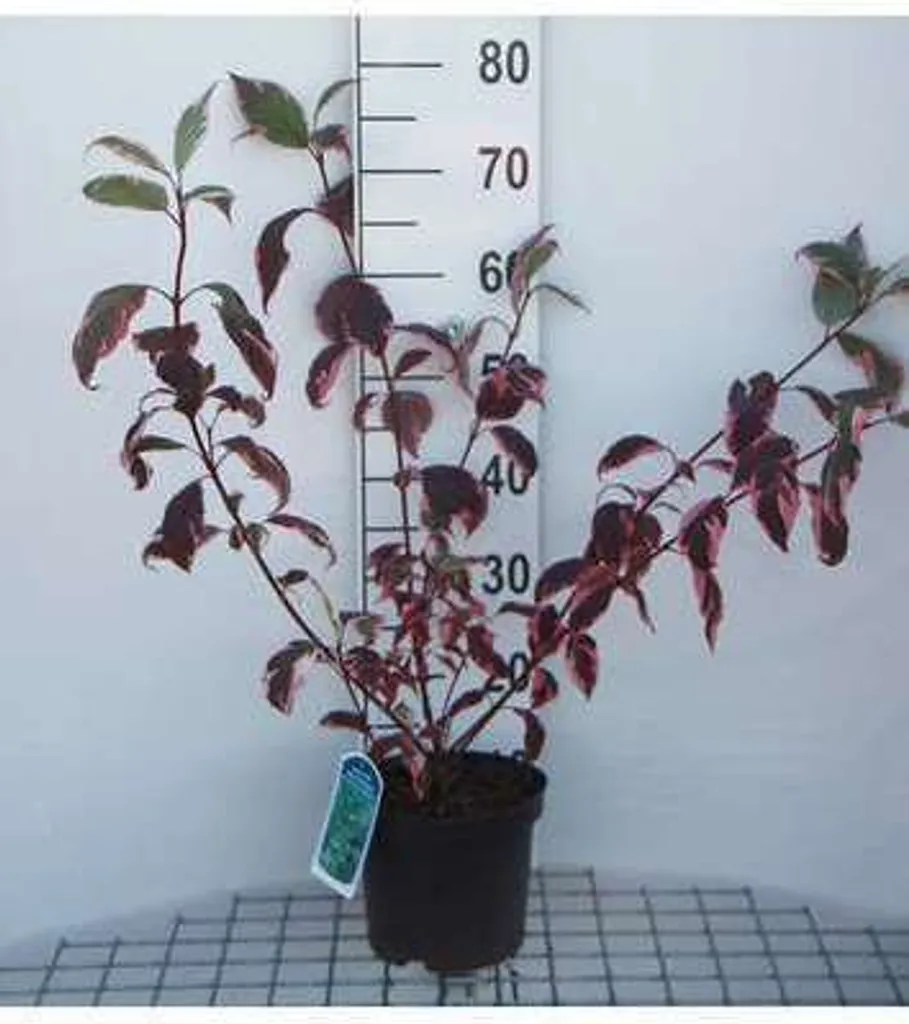 Cornus alba 50-60 cm : Arbuste décoratif idéal pour sols frais et humides