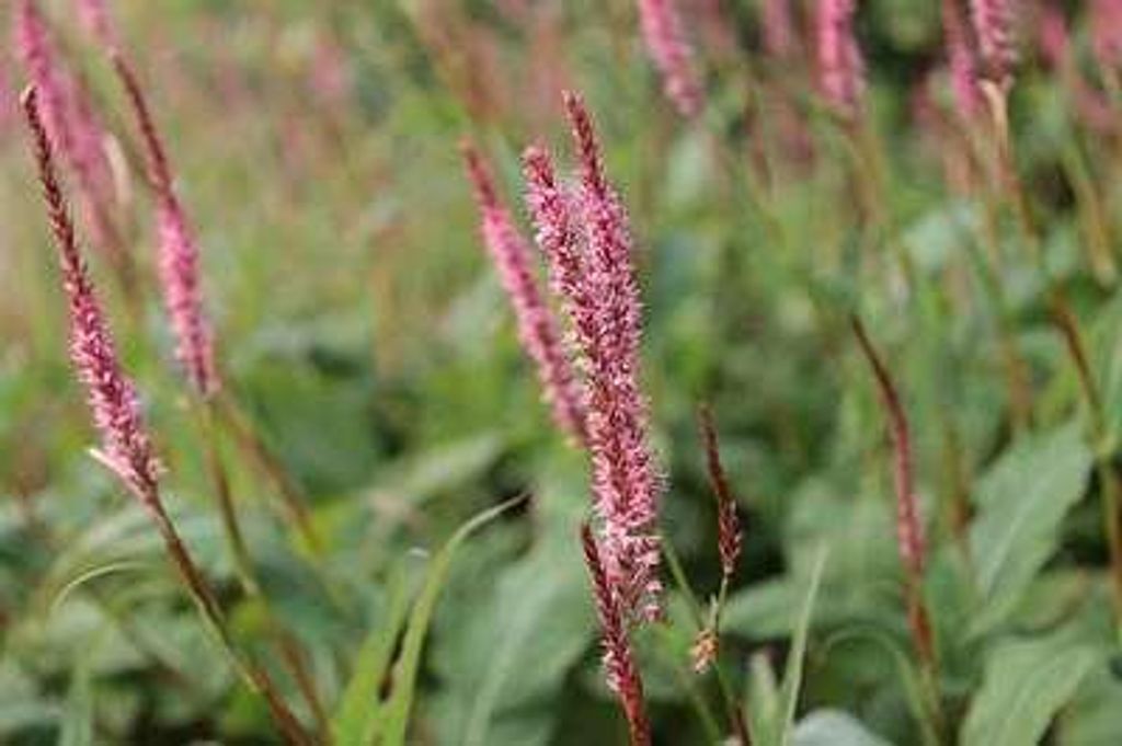 6 x Persicaria ampl. 'Fascination' - Kerzenknöterich - Topf 9 x 9 cm