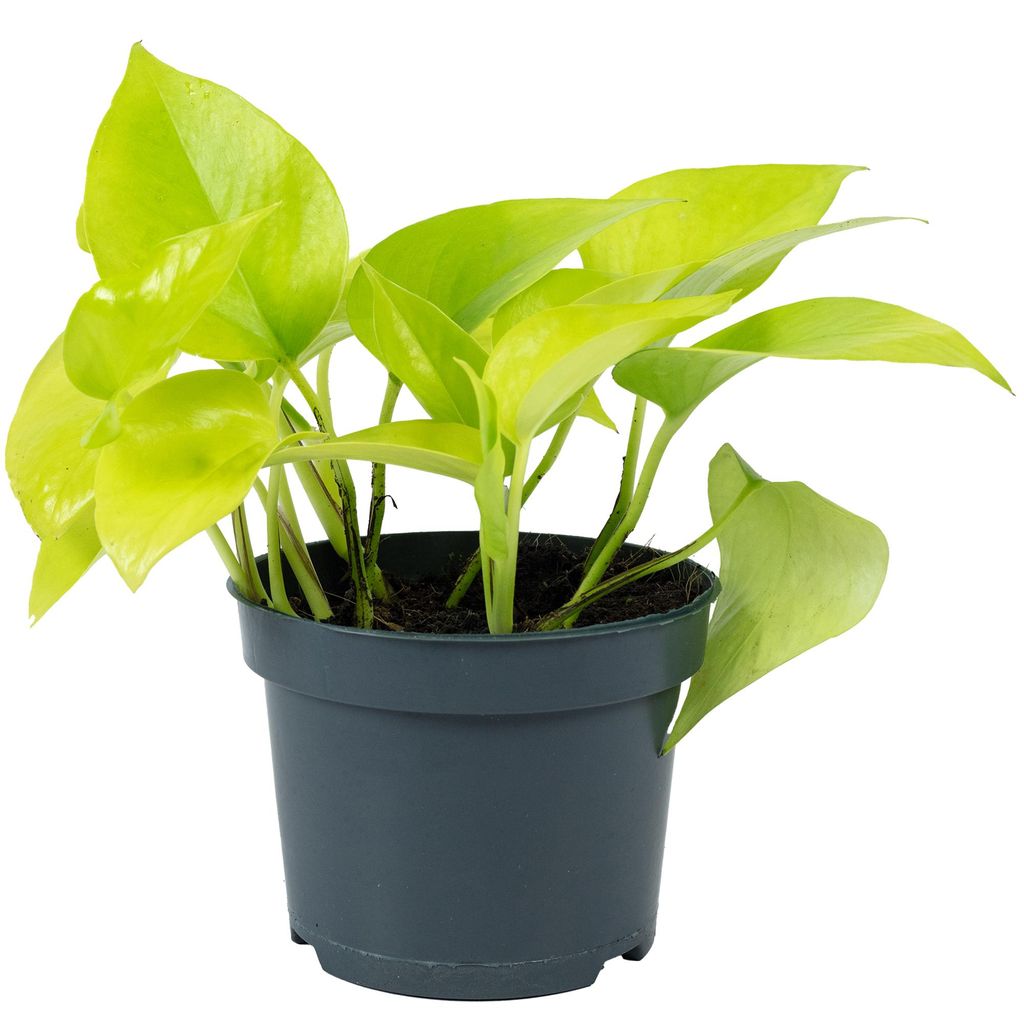 Efeutute - pflegeleichte Zimmerpflanze, Epipremnum pinnatum 'Golden Pothos' - Höhe ca. 15 cm, Topf-Ø 12 cm