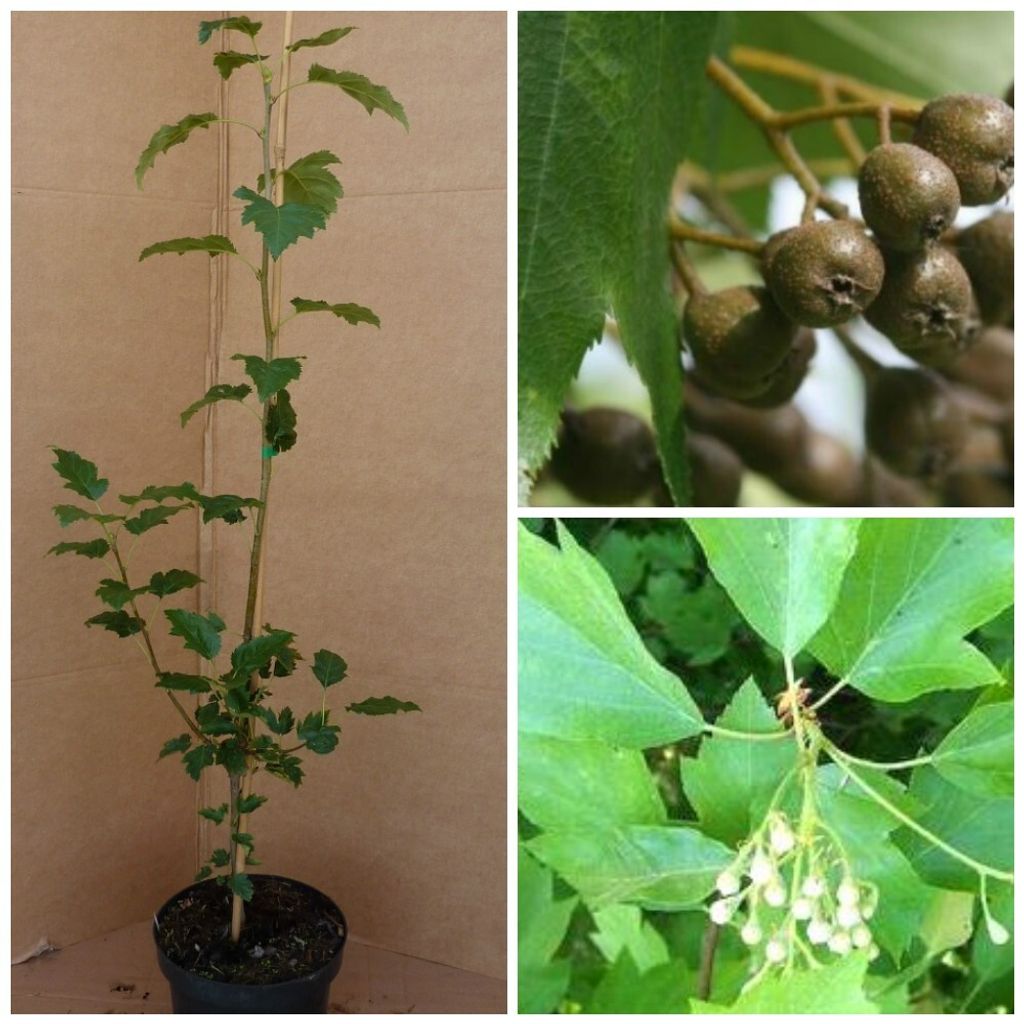 Elsbeere, Sorbus torminalis Wildobst Vogelnährgehölz  ca. Produktbild 