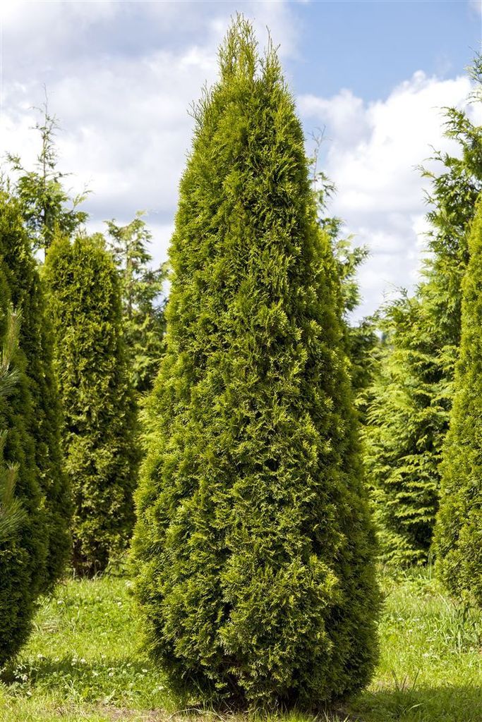 Thuja occidentalis 'Smaragd', Lebensbaum, immergrün, Produktbild 