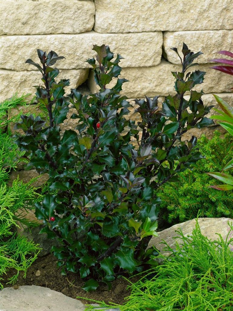 Ilex meserveae 'Heckenblau', Stechpalme, immergrün, 40–50 cm