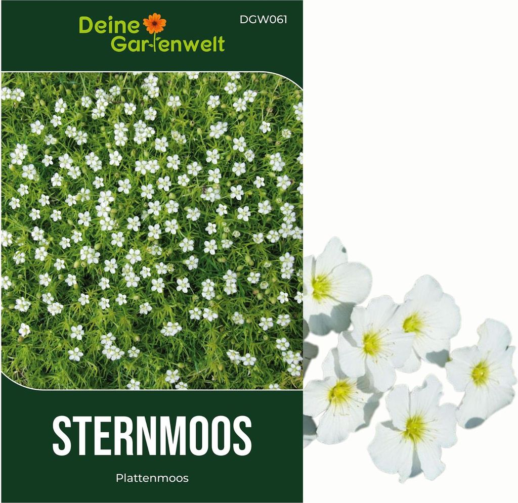 Sternmoos Mastkraut Plattenmoos Samen - Sagina subulata - Produktbild 