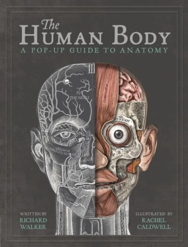 Modèle d'anatomie The Human Body éducatif de 28cm avec 15 pièces
