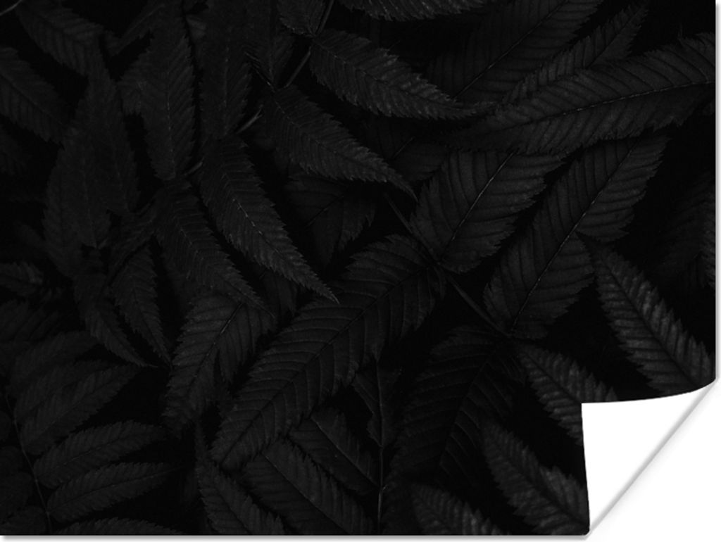 MuchoWow Poster Blätter - Schwarz - Weiß - Pflanzen - Botanisch 40x30 cm - Plakate für die Wände - Poster Wohnzimmer