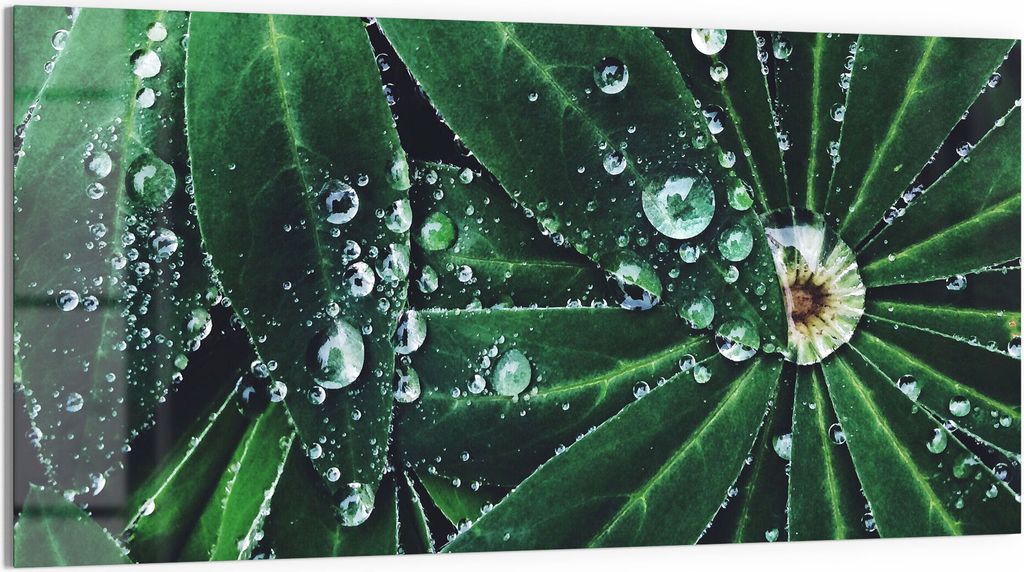 DEQORI Glasbild Acryl 100x50 cm 'Wasserperlenverzierung' Wandbild Bild modern Deko