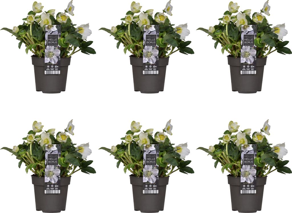 Bloomique - Lot de 6 - Helleborus Niger Christmas Carol - Image du produit 