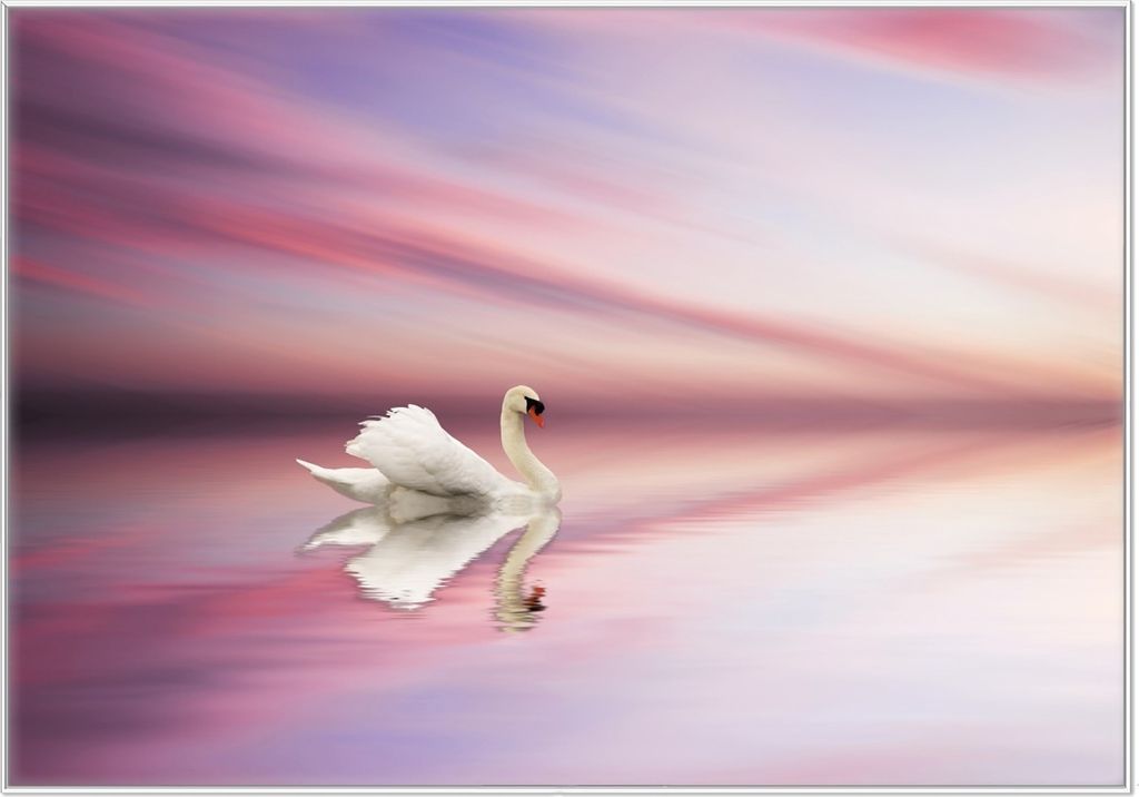 Wallario Wandbild Weißer Schwan im rosafarbenen See, Größe: 70,30 x 100,30 cm, Poster mit weißem Kunststoffrahmen