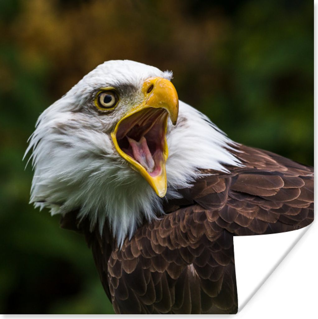 MuchoWow Poster Ein krächzender Weißkopfseeadler 100x100 cm - Babyzimmer