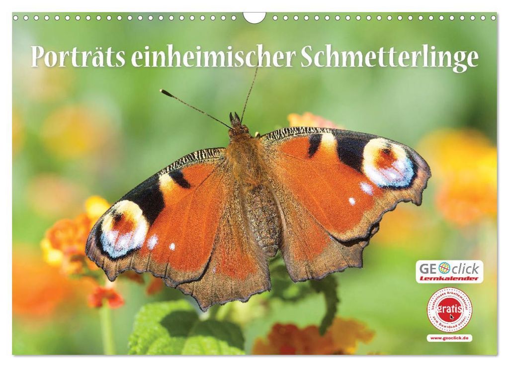 GEOclick Lernkalender: Porträts einheimischer Schmetterlinge (Wandkalender 2027 DIN A3 quer), CALVENDO Monatskalender