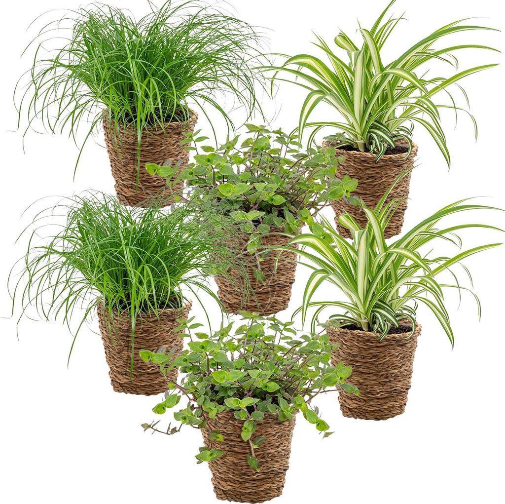 Bloomique - Lot de 6 - Plantes sans danger pour les animaux Image du produit 