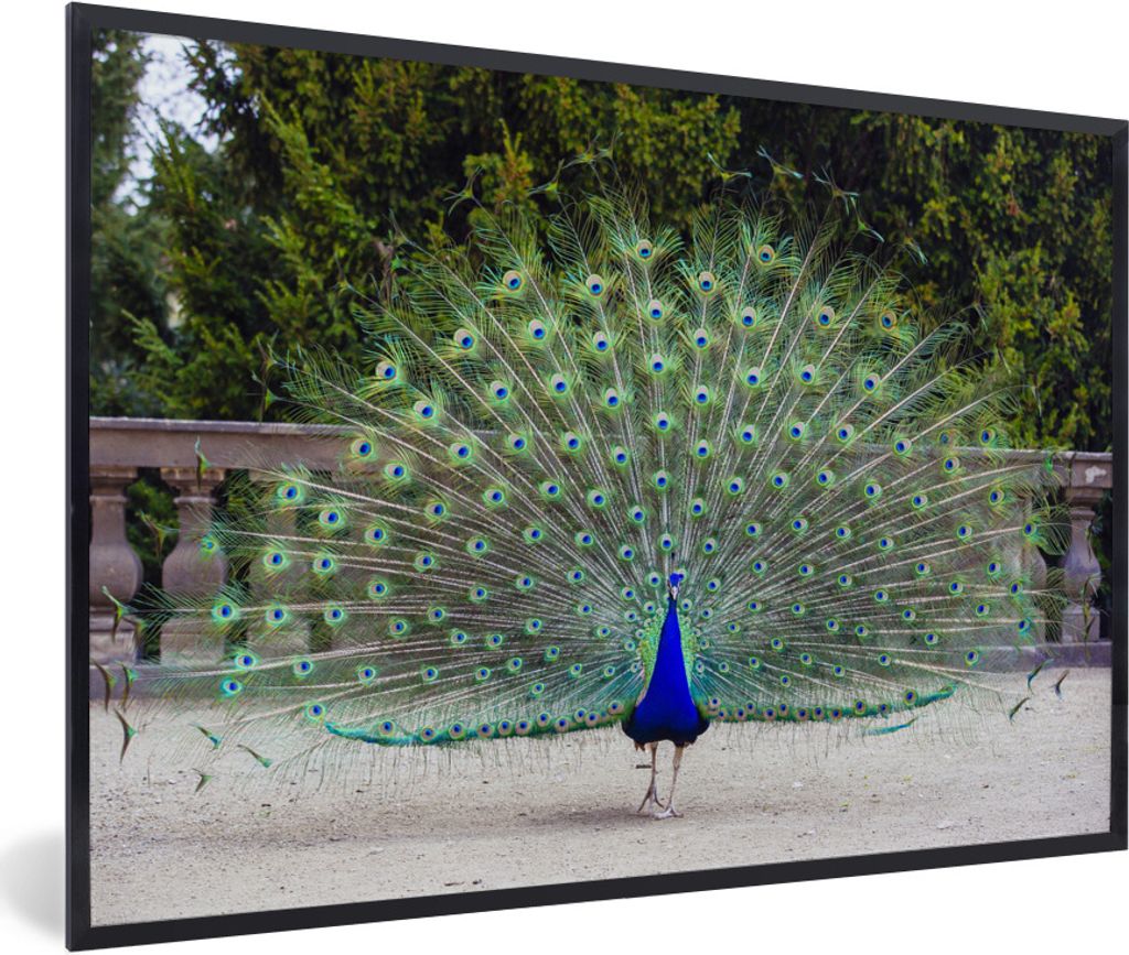 MuchoWow Gerahmtes Poster Pfau - Flügel - Schwanz 30x20 cm - Poster mit Schwarzem Bilderrahmen Wandposter Rahmen Foto Bilder - Kunstdruck - Bild...