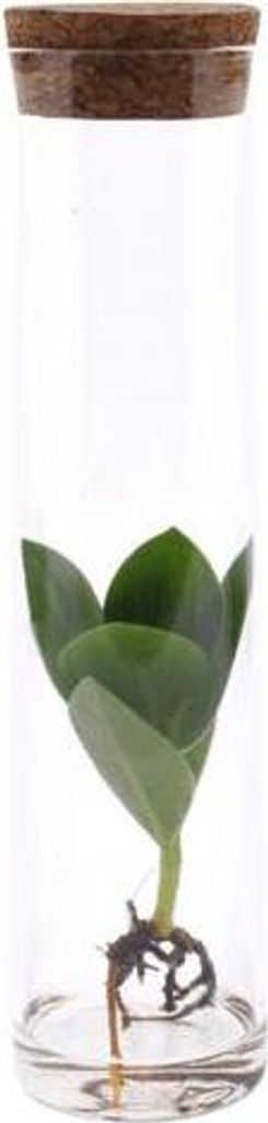 Clusia im Röhrenglas Ø5cm 15cm hydroponische Pflanze Pflegeleichte Deko-Pflanze