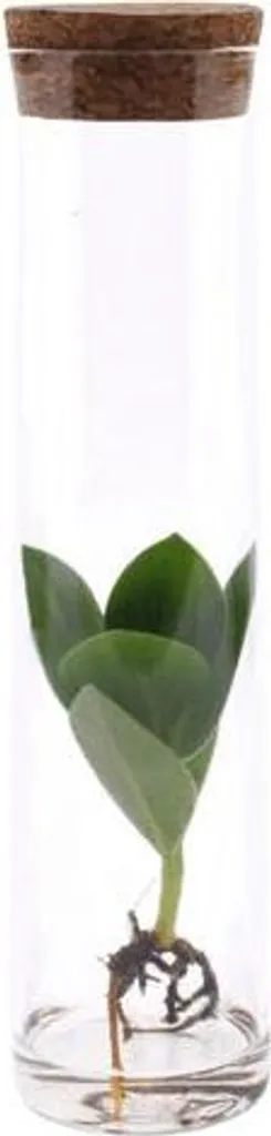 Pianta Idroponica Clusia in Tubo di Vetro 15cm | Regalo Green Chic