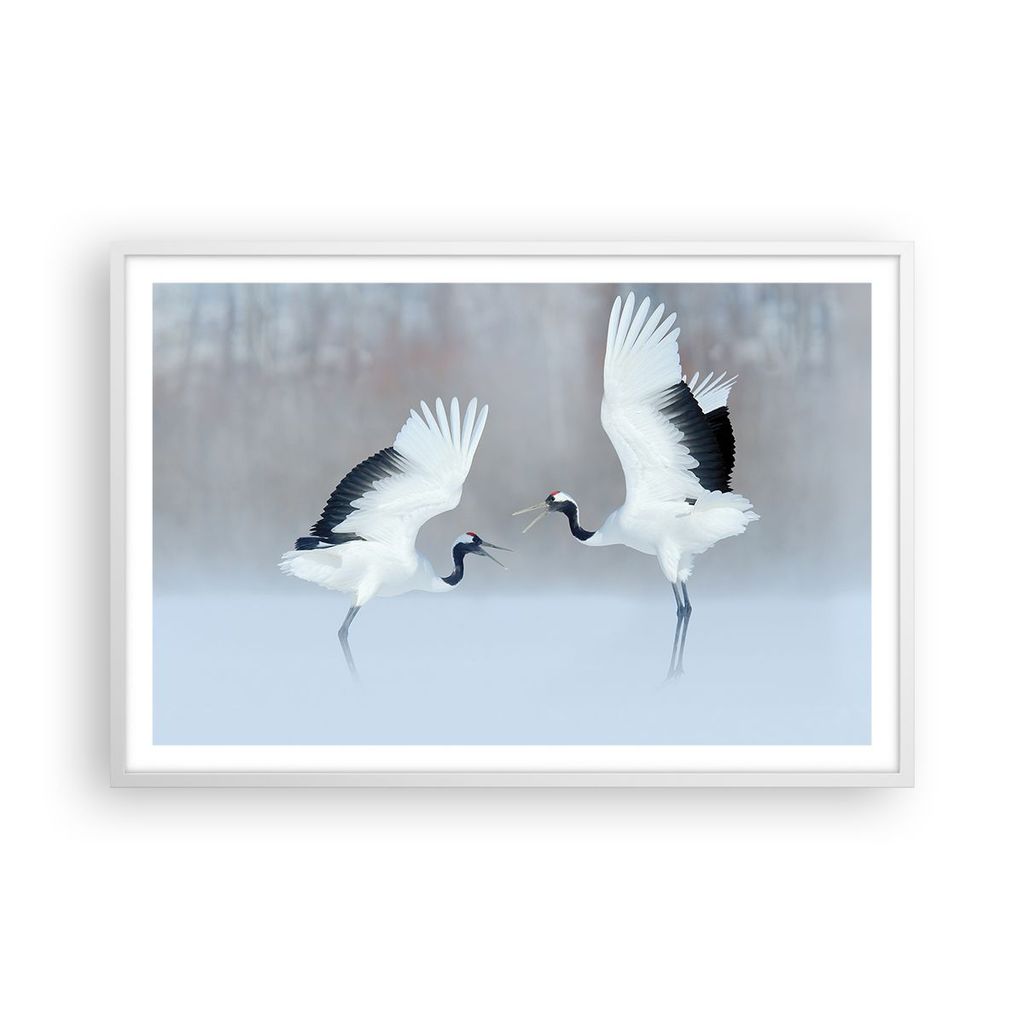 Gerahmtes Poster - Weißer Rahmen - Kraniche kämpfen tanzen - 91,5x61 cm - Wand Bild - Wanddeko - Wandbilder - Kunstposter - Wandposter - Bilderra...