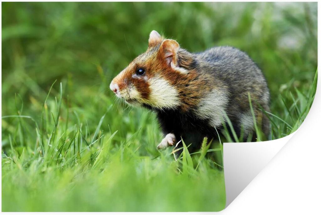 MuchoWow - Wierderverwendbar - Selbstklebend