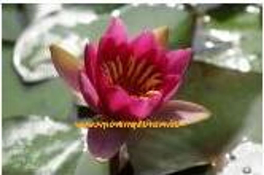 1 HALBZWERGSEEROSE der Sorte Froebeli, purpurrot