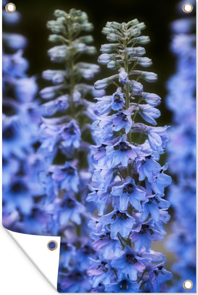MuchoWow 40x60 cm Outdoor-Poster Gartendeko Sichtschutz Garten Poster für den Garten Einige leuchtend blaue Rittersporne in Kanada