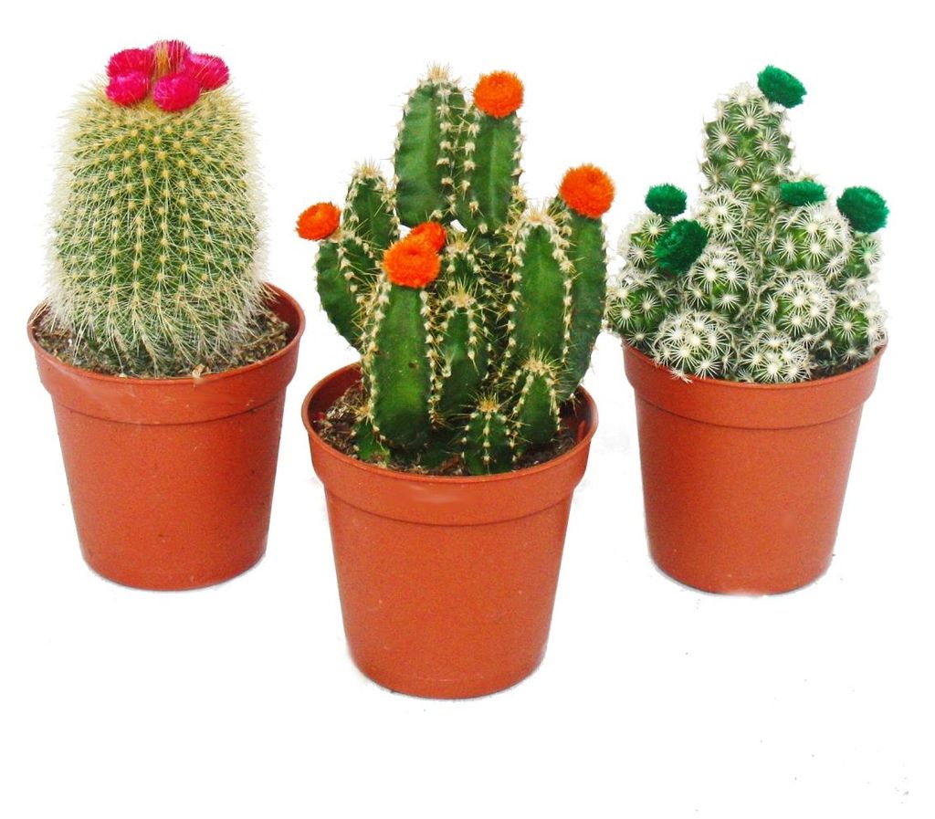 Kakteen-Set - 3 verschiedene Pflanzen im 5,5cm Topf mit Produktbild 