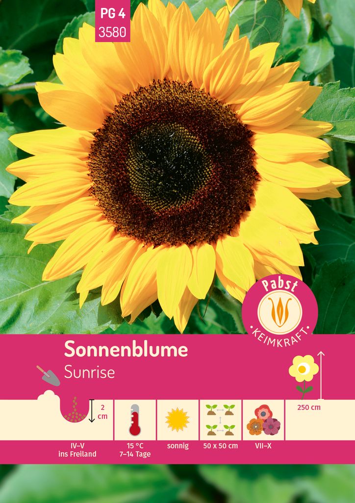 Pabst Keimkraft - Sonnenblume Sunrise Samen - 173580 Produktbild 