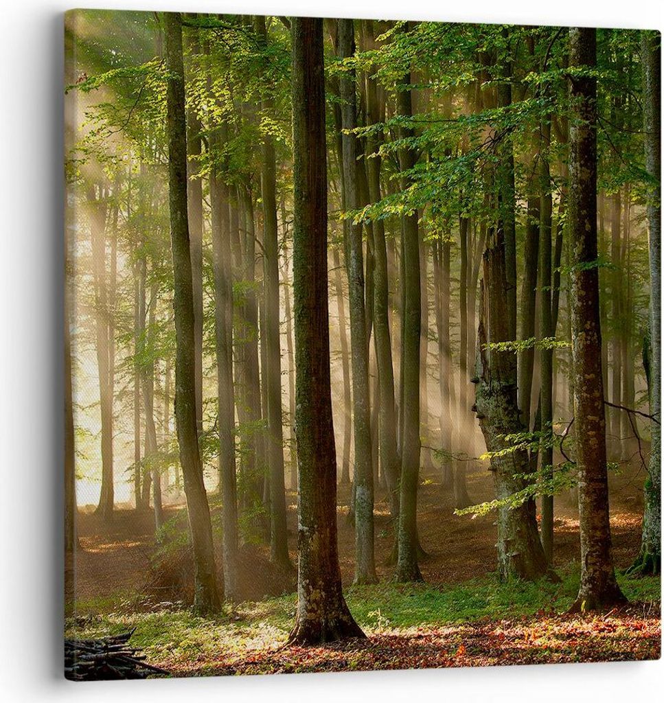 Bild auf Leinwand - Leinwandbild - Wald Baum Natur - 40x40cm - Wand Bild - Wanddeko - Wandbilder - Leinwanddruck - Bilder - Kunstdruck - Wanddekora...