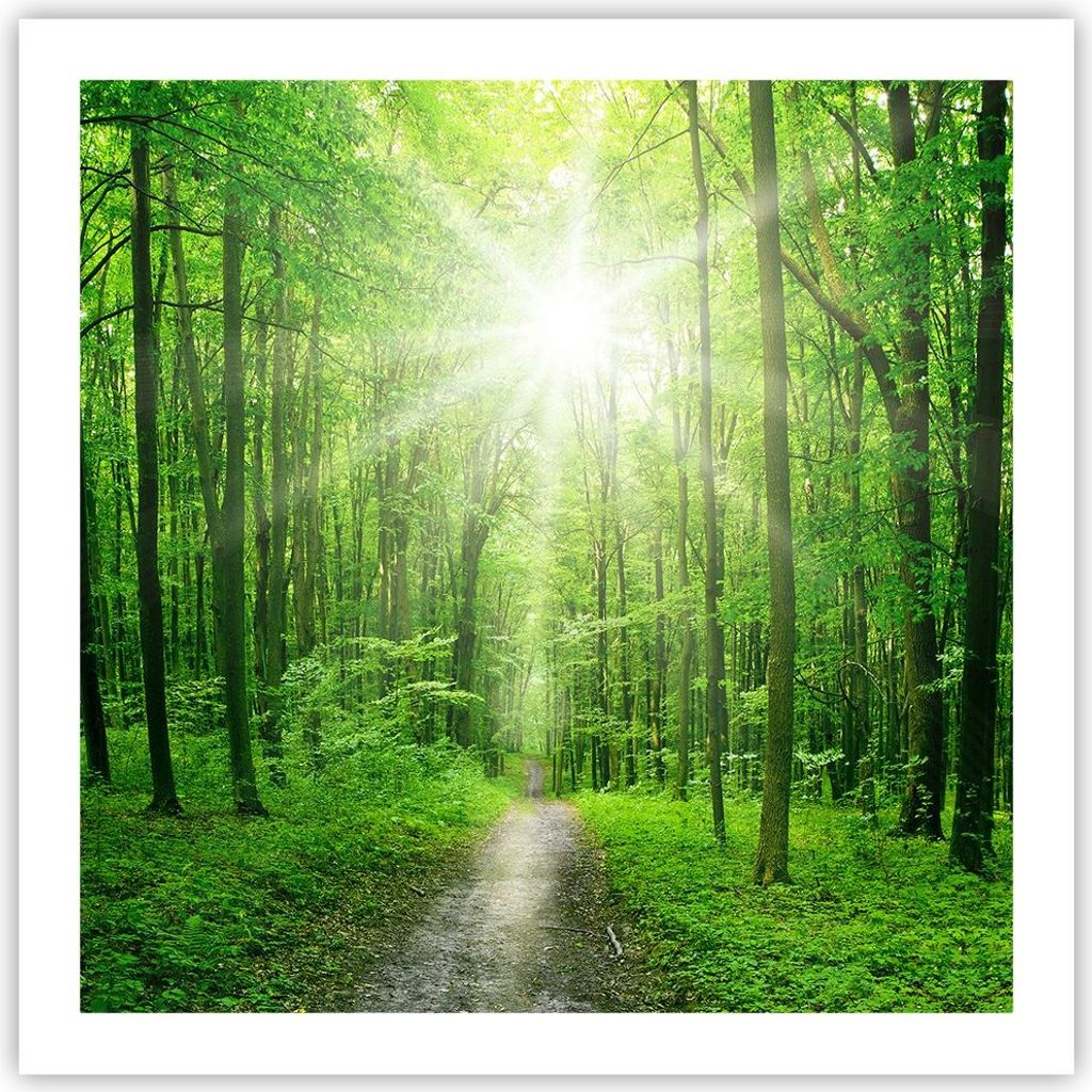 Poster - Poster ohne Rahmen - Sonnenstrahlen Wald Sommer - 60x60 cm - Wand Bild - Wanddeko - Wandbilder - Kunstposter - Wandposter - Bilder - Kunst...