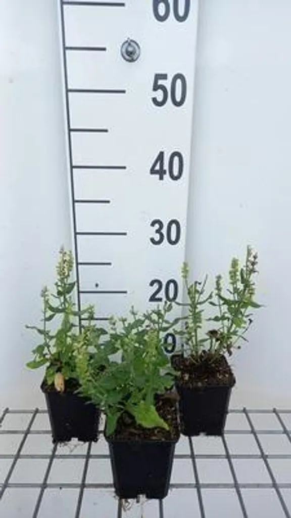 Salvia nemorosa Sensation Medium White - Lot de 6 vivaces en pot 9x9cm
