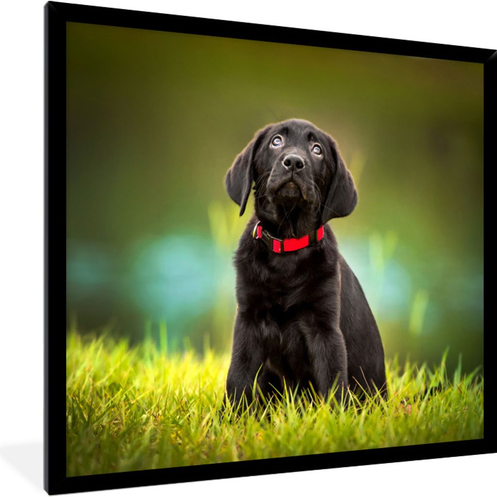 MuchoWow Gerahmtes Poster Ein schwarzer Labrador Retriever schaut auf 40x30 cm - Poster mit Schwarzem Bilderrahmen Wandposter Rahmen Foto Bilder ...