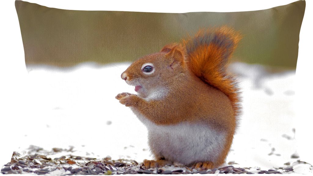 MuchoWow Zierkissen Sofakissen Wohnzimmer Dekokissen 60x40 cm Eichhörnchen - Tier - Schnee - Winter - Kopfkissen - Polster mit Foto