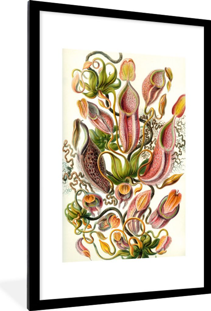 MuchoWow Gerahmtes Poster Design - Botanisch - Fleischfressende Pflanze - Ernst Haeckel 60x90 cm - Poster mit Schwarzem Bilderrahmen Wandposter R...