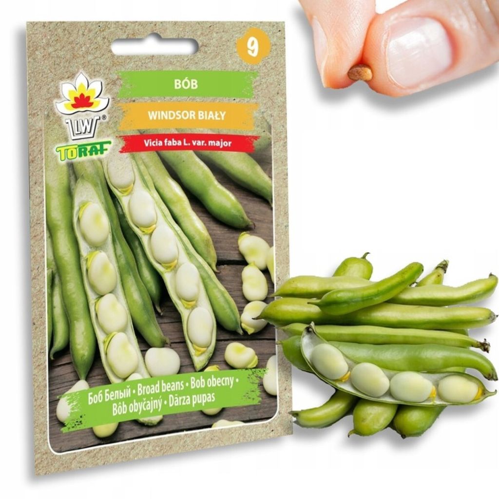 Graines potagères Fève Windsor mi-précoce Image du produit 