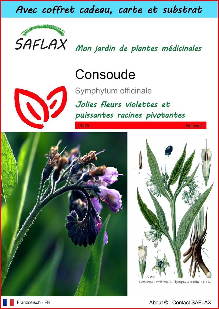 SAFLAX Ensemble-cadeau - Consoude - 15 graines - Symphytum Image du produit 