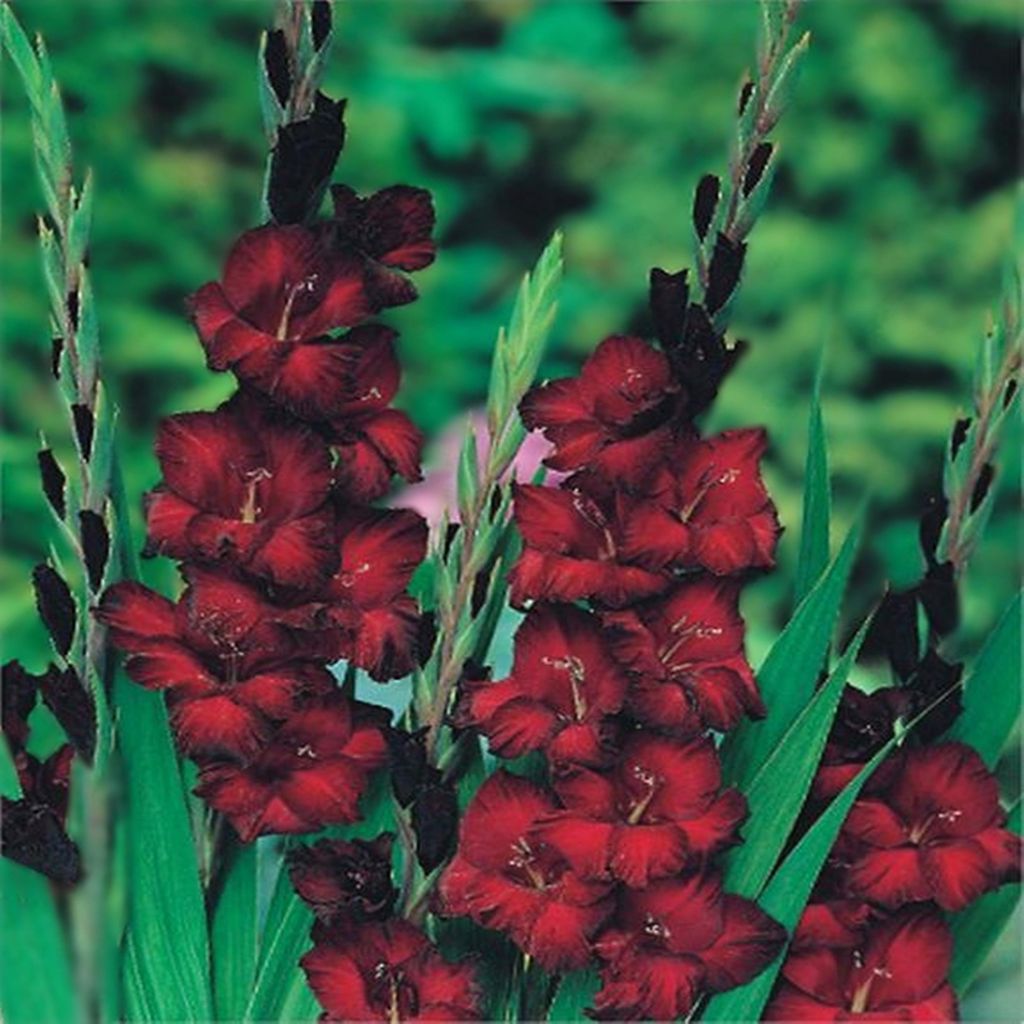 Gladiole Schwertblume Sommerblühende Siegwurze Dunkelrot 50 St.