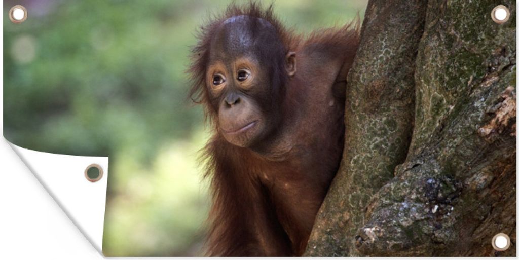 MuchoWow 80x40 cm Outdoor-Poster Gartendeko Sichtschutz Garten Poster für den Garten Baby - Orang-Utan - Baum