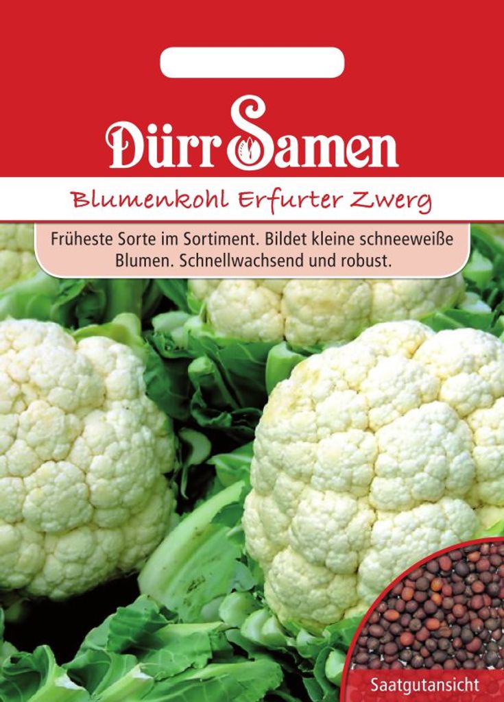 Blumenkohl Erfurter Zwerg 2x 101165 Saatgut Samen Gemüse Sämereien Kohl Saat 