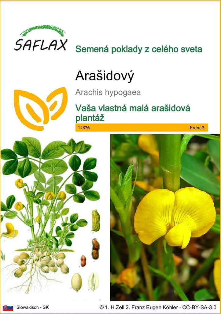 SAFLAX - Arašidový - Arachis hypogaea - 8 Semená Obrázok produktu 