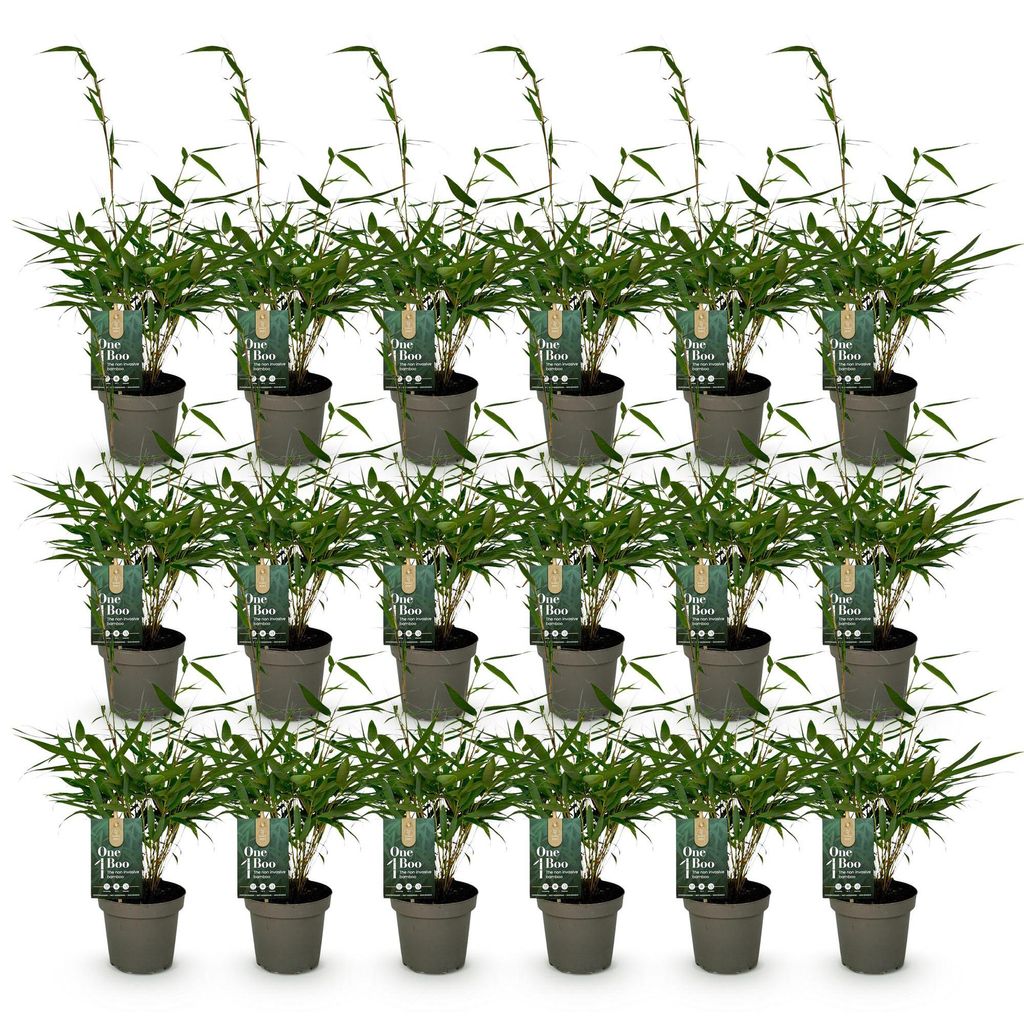 Green boutiQ - Bamboe - Fargesia robusta Pingwu - Image du produit 