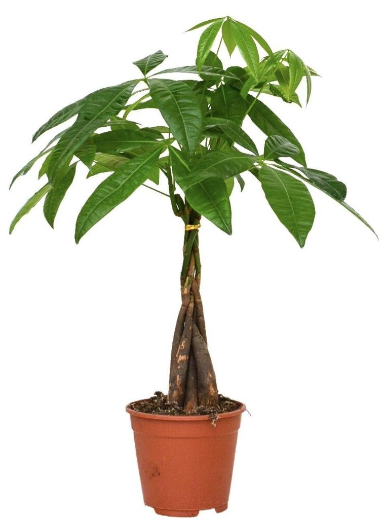 Pachira aquatica Zimmerpflanze, der Geldbaum, 50 cm hoch, Produktbild 