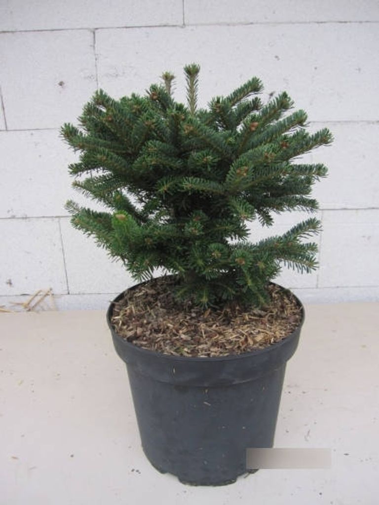 Abies nordmanniana Saerling - Zwerg-Nordmanntanne Saerling - 25-30cm