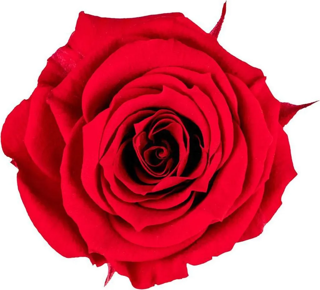 Roses d'éternité pour compositions DIY : Pack de 18 fleurs stabilisées - 2