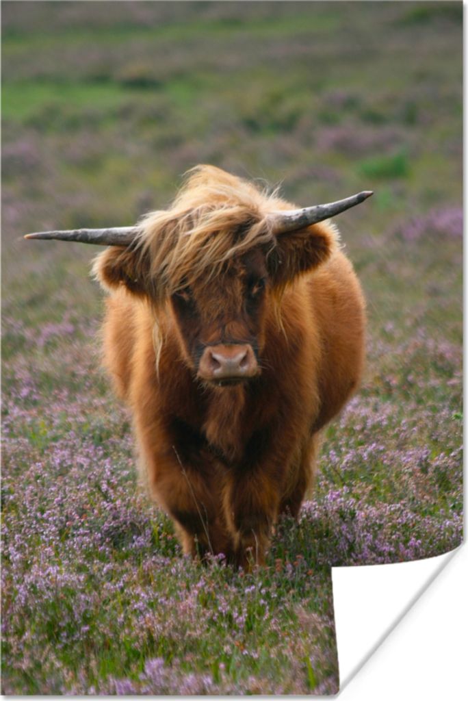 MuchoWow Poster Schottische Hochlandbewohner - Heidelandschaft - Tiere 120x180 cm - Kunstposter