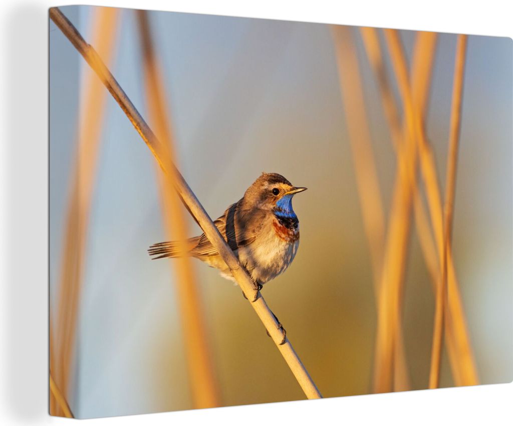 OneMillionCanvasses - Leinwandbilder - 140x90 cm, Vögel - Blaukehlchen - Schilf, Wandbilder Kunstdruck Wanddekoration - Foto auf Leinwand - Gem...