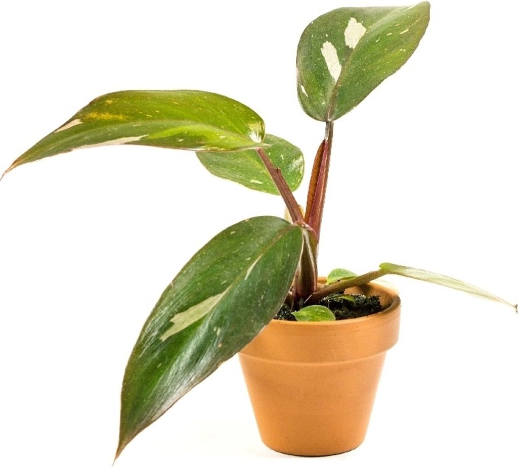 Gardners Philodendron Pink Princess, průměr 6 cm Obrázek produktu 