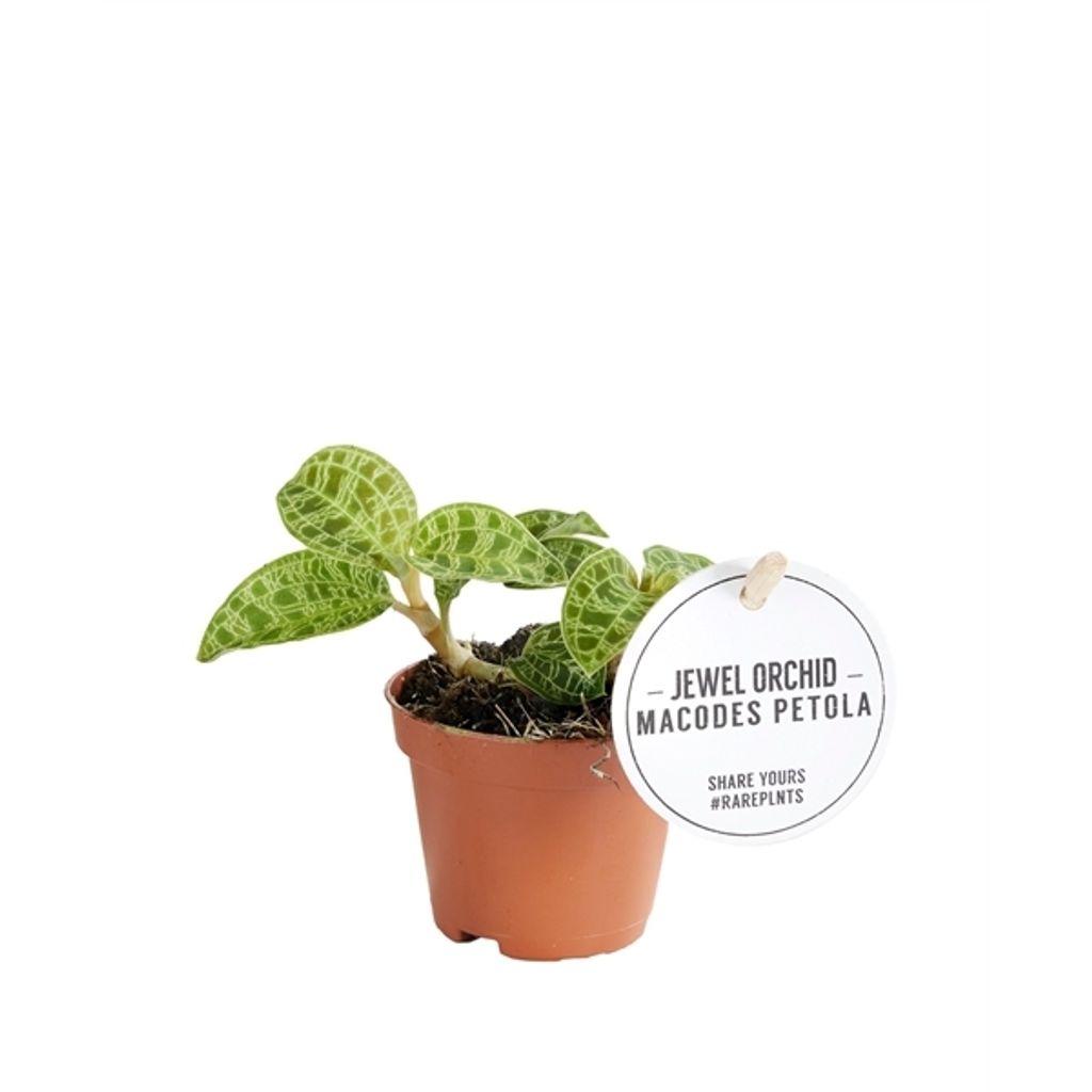 Gardners Macodes petola Jewel orchidea, priemer 6 cm Obrázok produktu 
