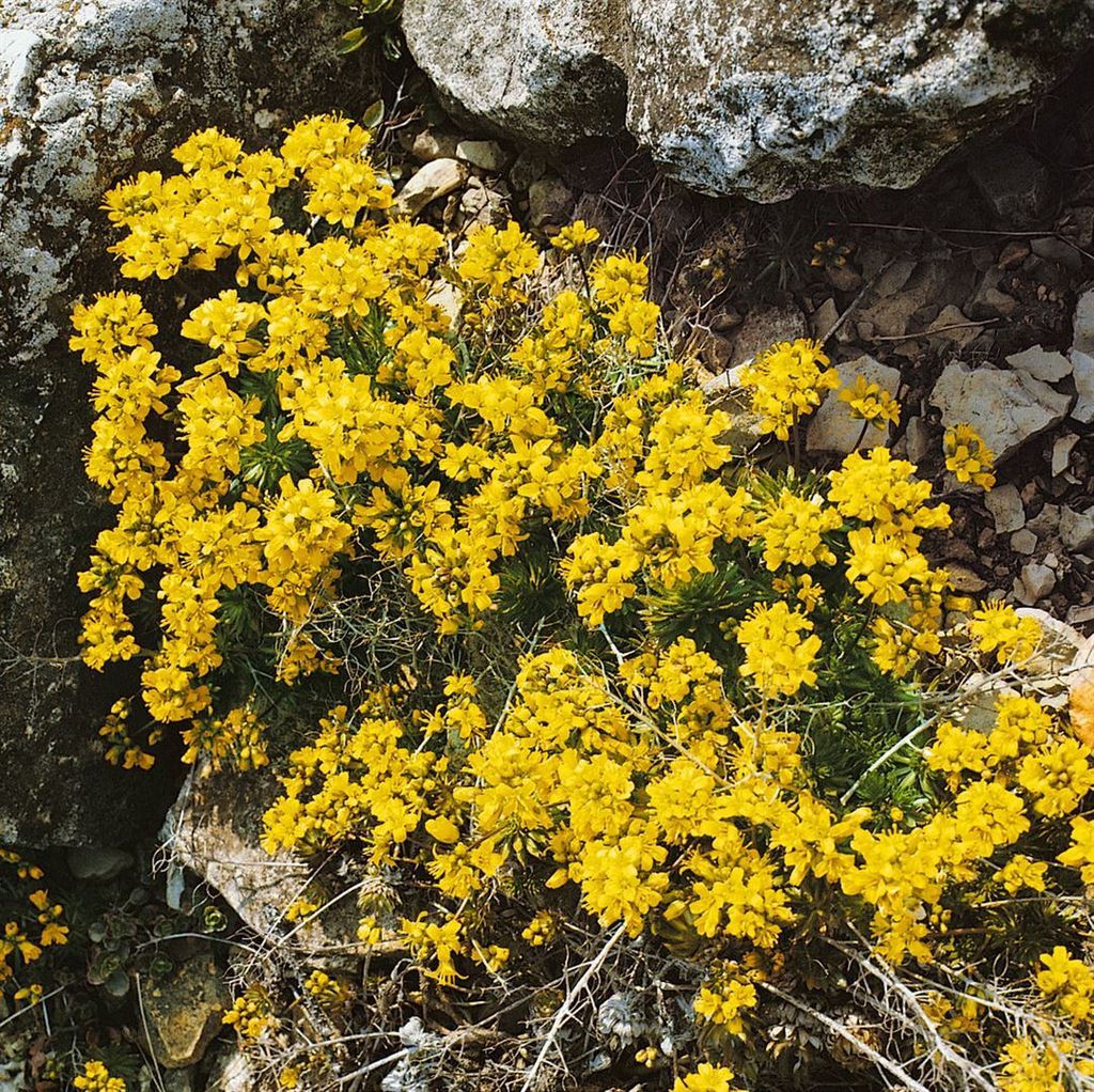 Draba aizoides, Gelber Hungerblümchen, ca. 9x9 cm Topf