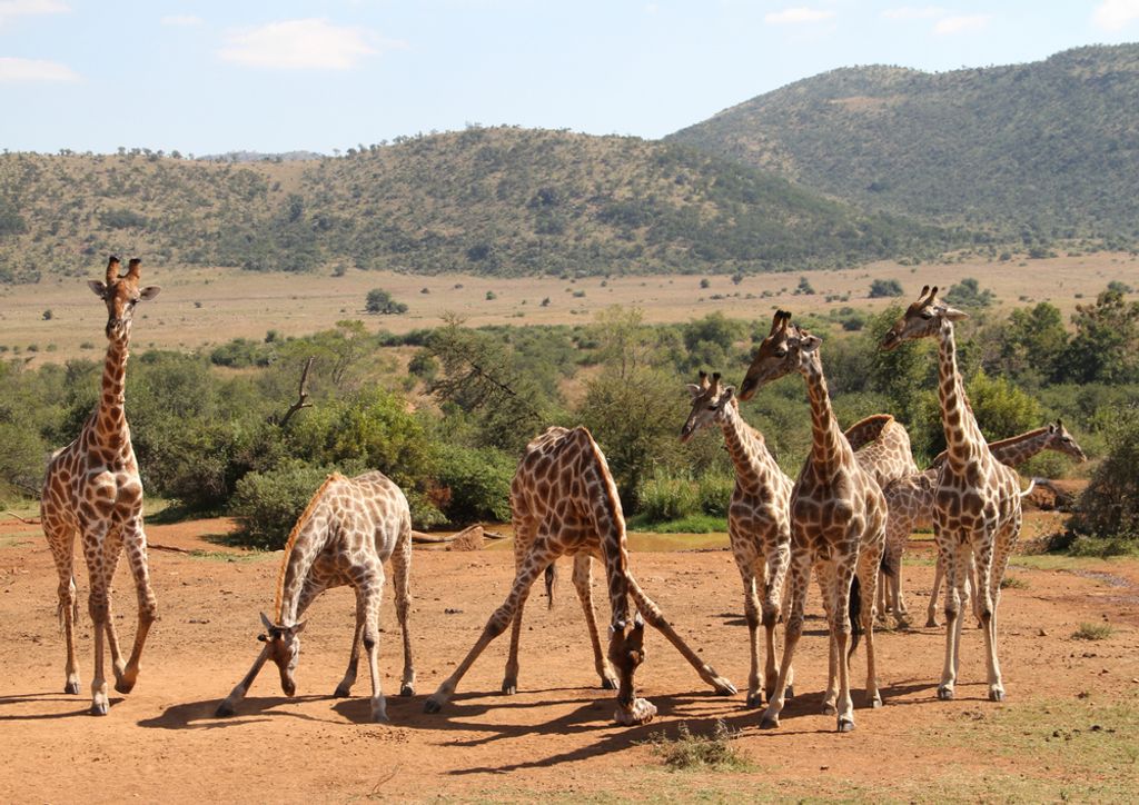hansepuzzle 83627 - Giraffe Puzzle, 260 Teile, Natur, 41,0 x 28,0cm mit hochwertiger Aufbewahrung, Kartonbox und wiederverschließbarem Beutel
